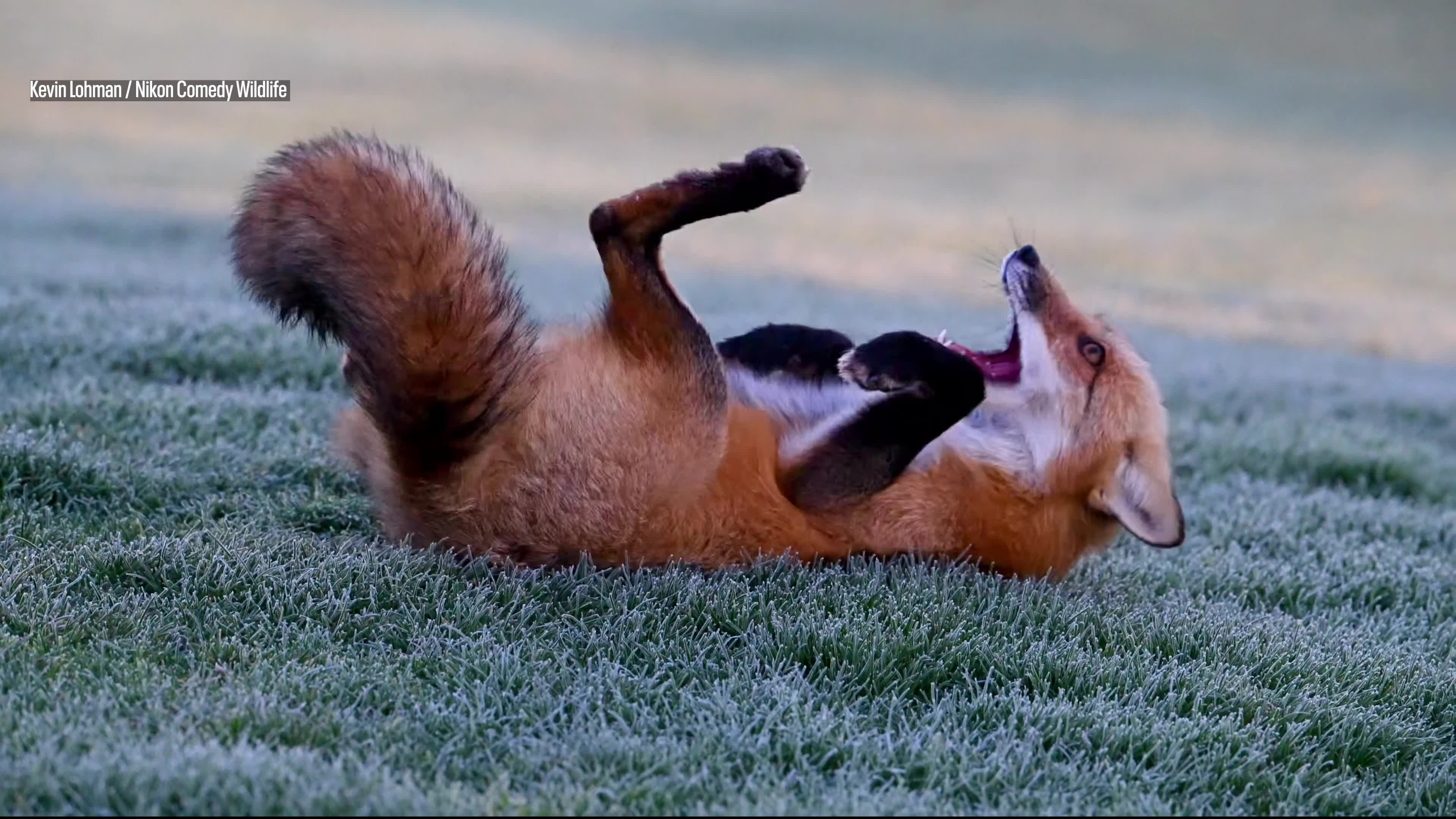 This fox is the 2024 Comedy Wildlife video of the year