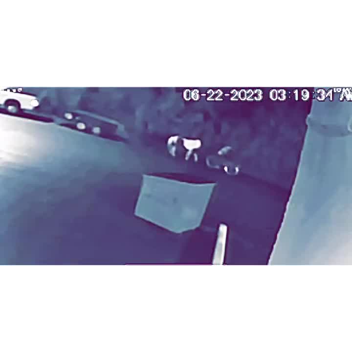 Police looking for horse thief