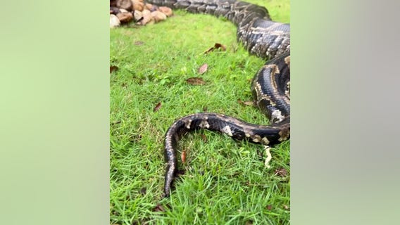 Burmese python nest found with 111 eggs