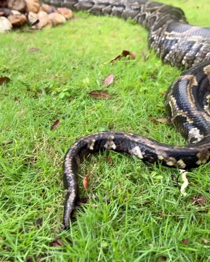 Burmese python nest found with 111 eggs