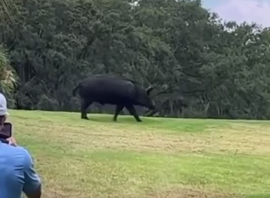 Wild hog strolls across Florida golf course