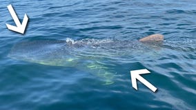 Whale shark spotted off coast of Florida
