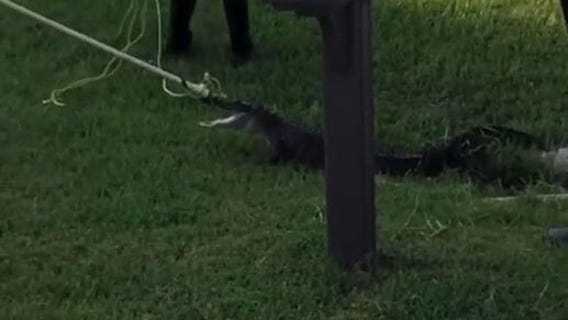 Alligator removed from Florida front lawn