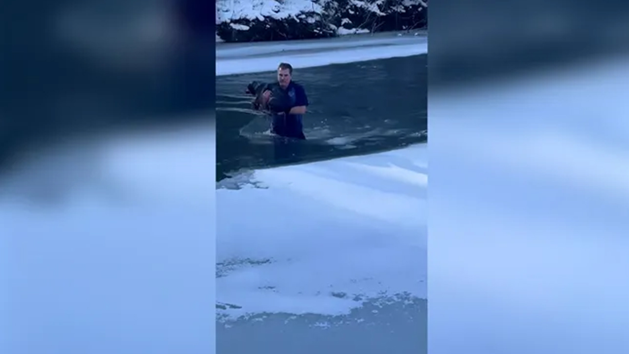 Man jumps into icy river to save dog, video reveals