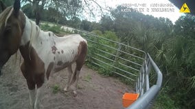 Horses found malnourished at man's home