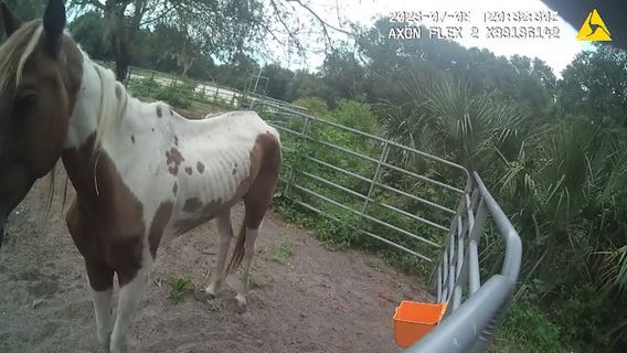 Horses found malnourished at man's home