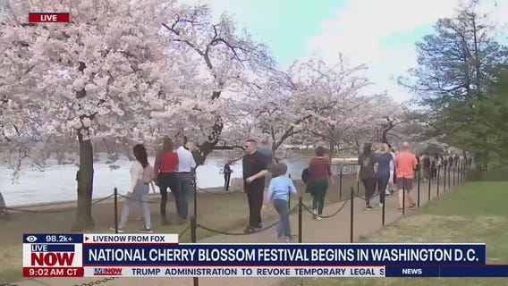 Cherry Blossom peak season in Washington DC