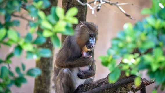 Animal Kingdom welcomes baby mandrill