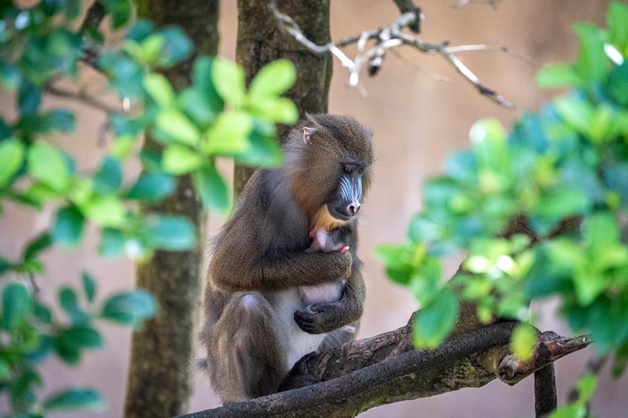 Animal Kingdom welcomes baby mandrill