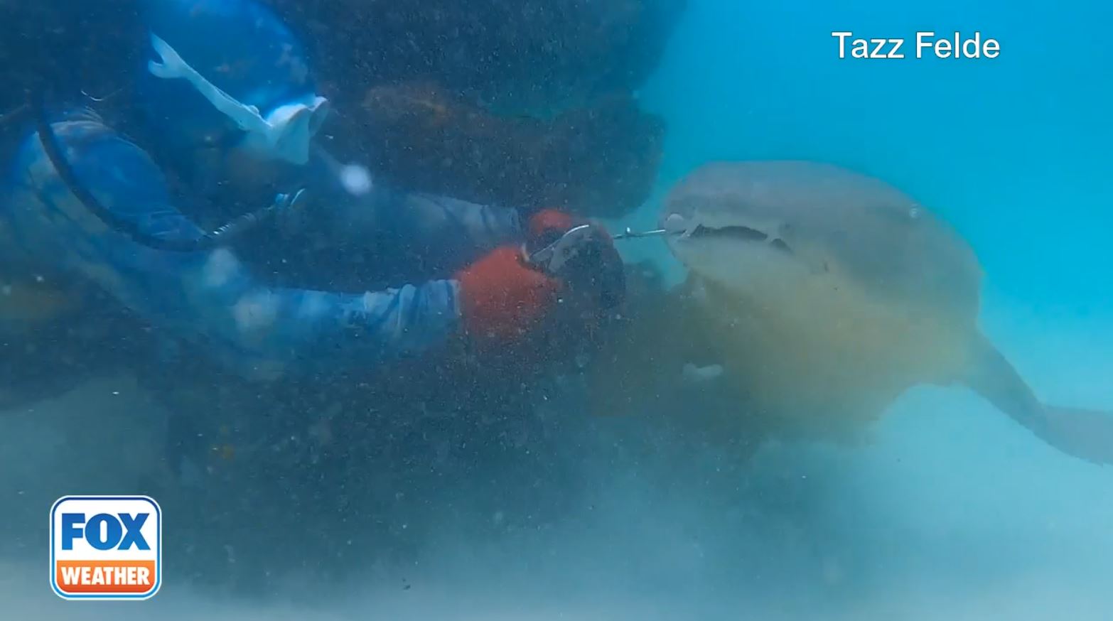 Watch: Diver frees shark snagged by fish hook