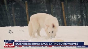 Did scientists bring dire wolves back to life?