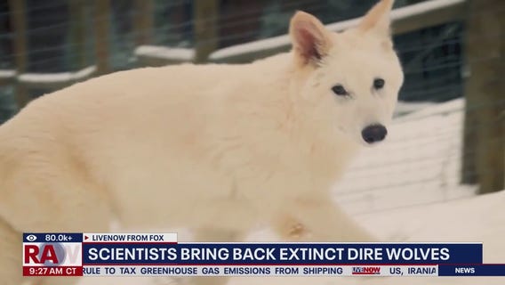 Scientist bring back extinct Dire wolves