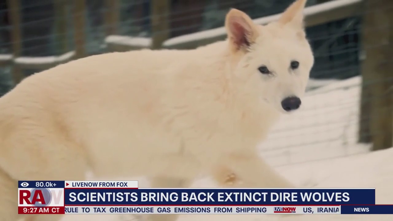 Scientist bring back extinct Dire wolves