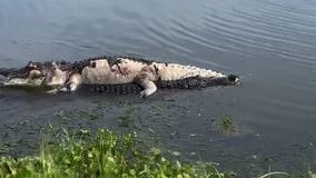 Gator carries dead gator through Lake Apopka
