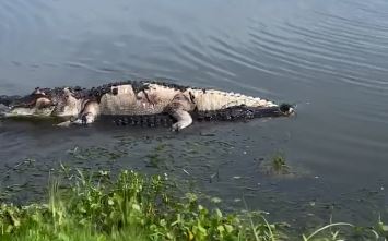Gator carries dead gator through Lake Apopka