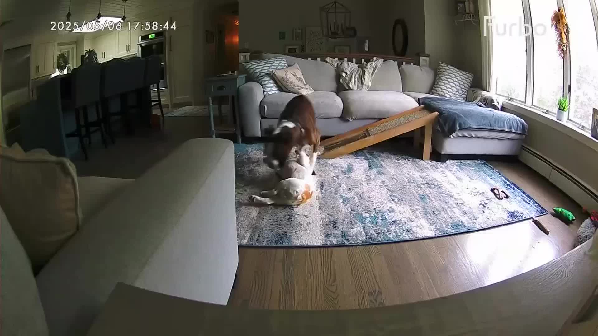 Boxer saves French bulldog during seizure, owners say