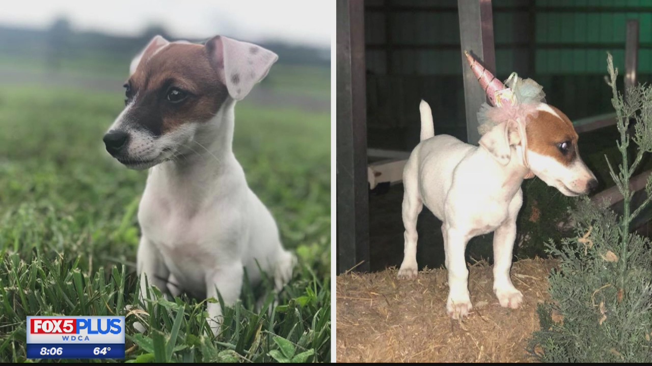 Jack Russell Terrier pup stolen from car in Loudoun County