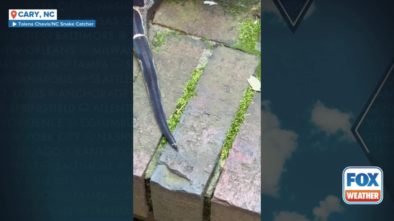 Boa constrictor found hanging out in North Carolina McDonald's drive-thru