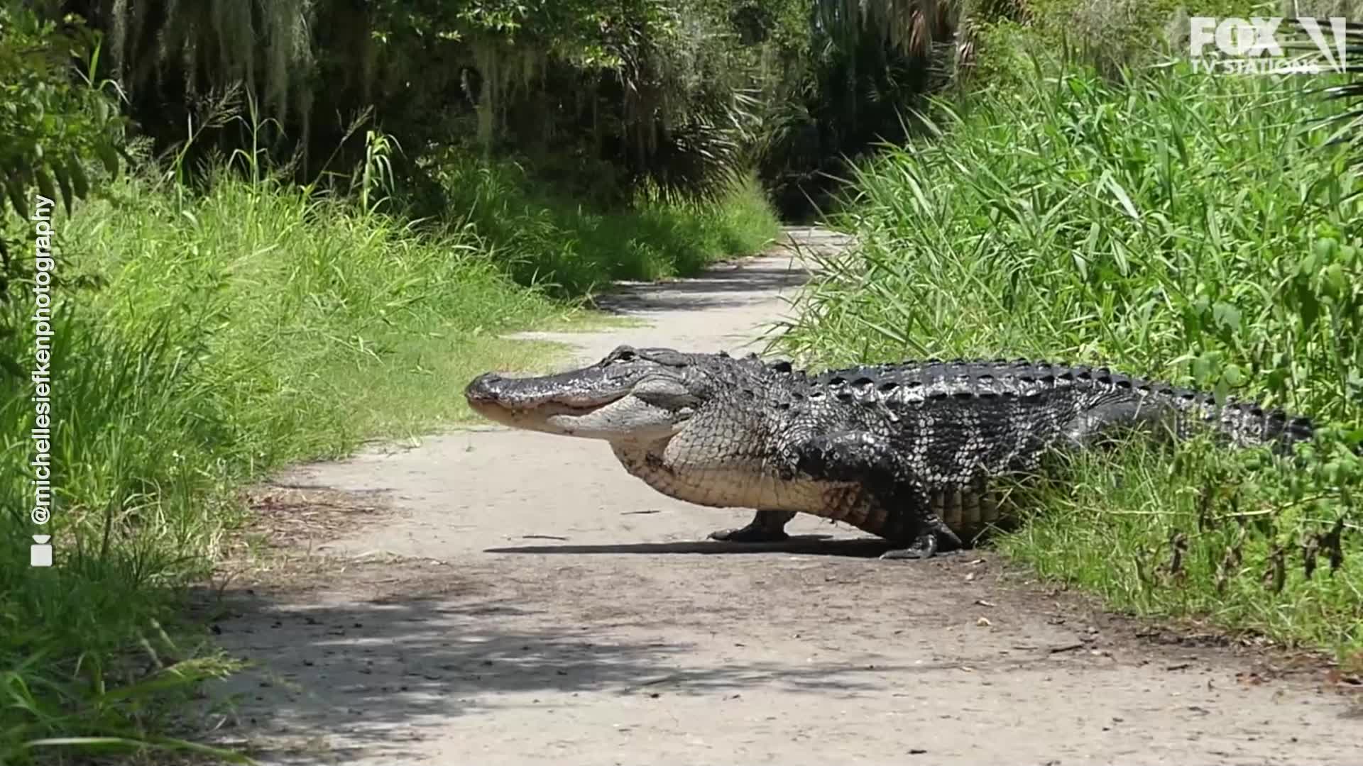 Huge gator crosses road in front of family