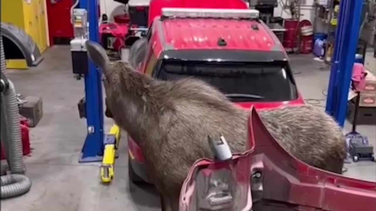 Mama moose visits fire department mechanics on search for calves