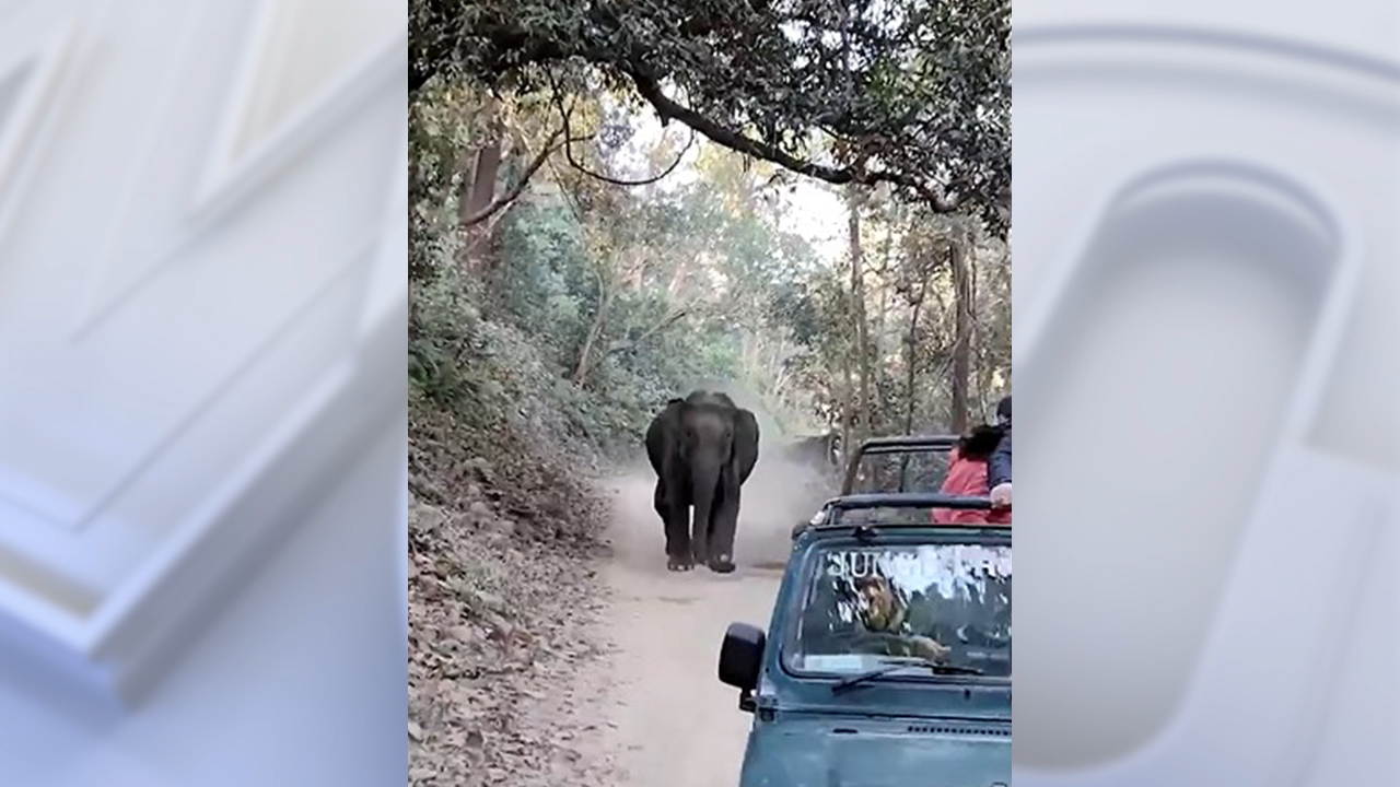 Elephant chases tour group during jungle safari in India
