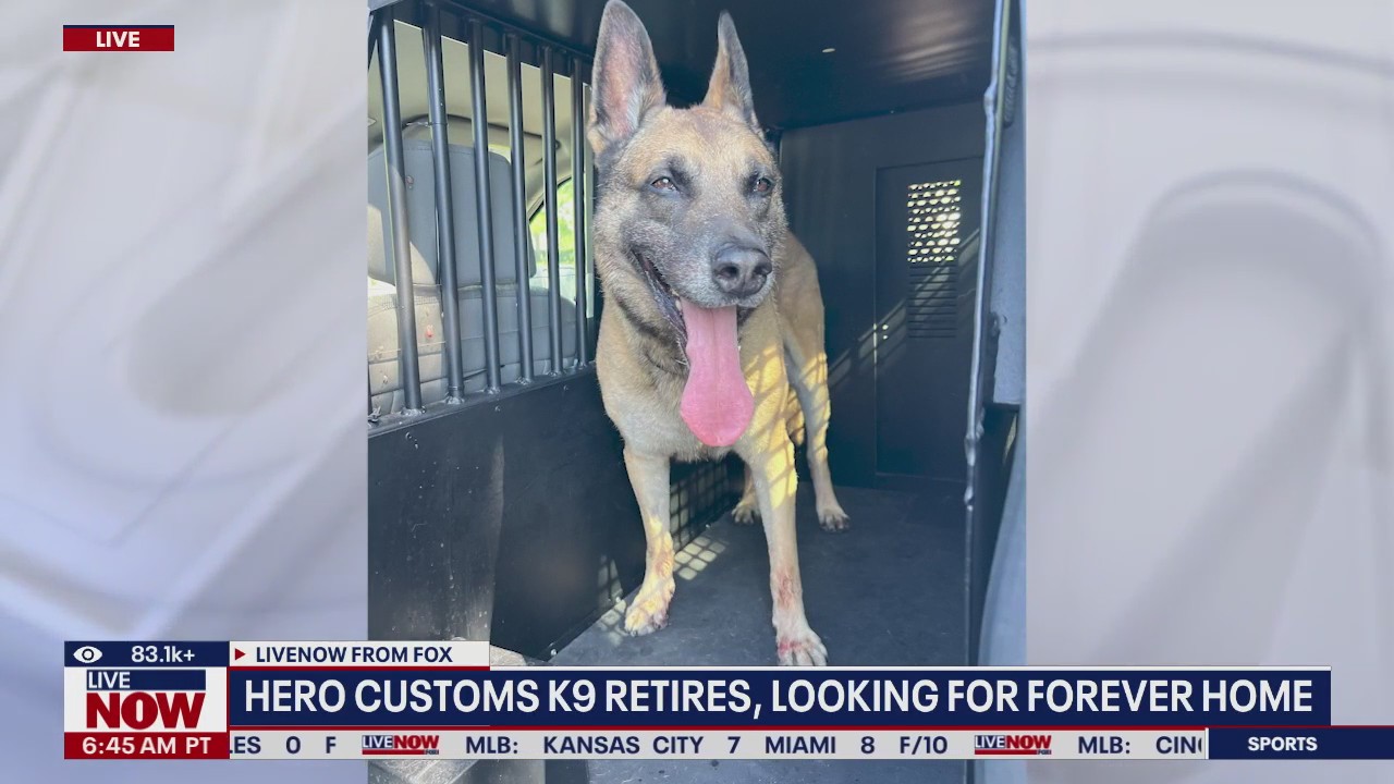 Border protection K9 looking for forever home