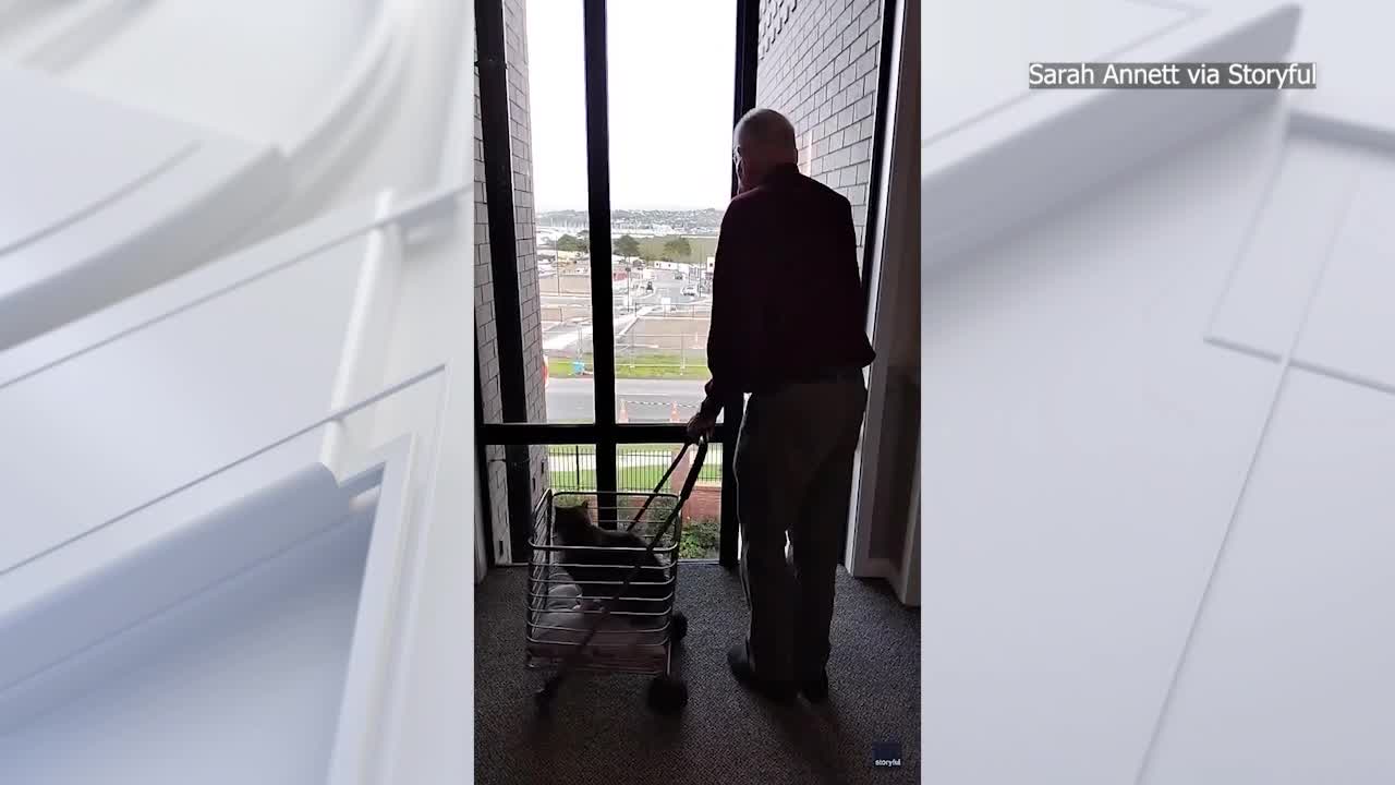 Sweet 93-year-old in New Zealand takes senior cat on daily walks in a cart