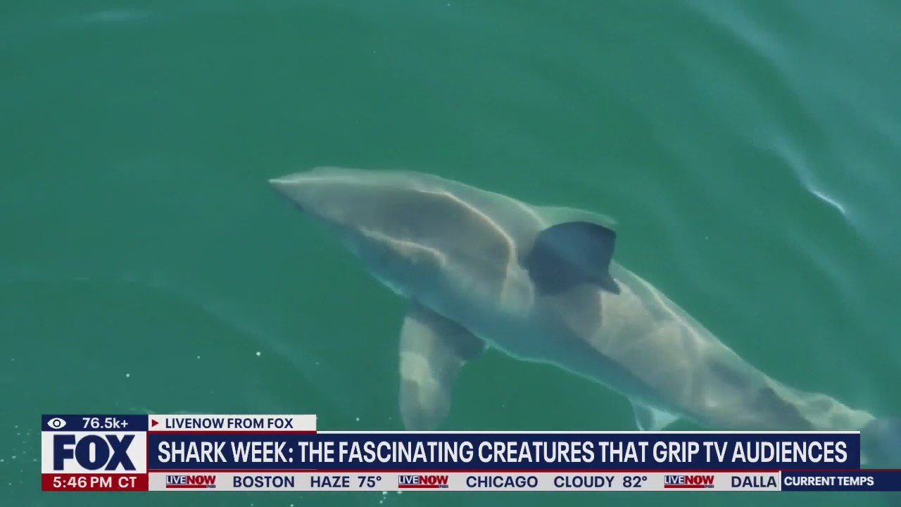 Shark Week continues to grip TV audiences