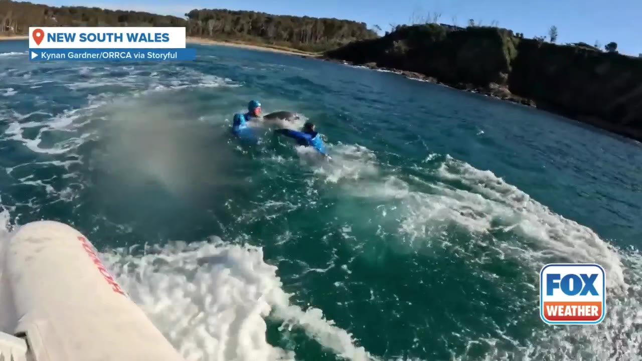 Dolphin calf rescued from fishing net