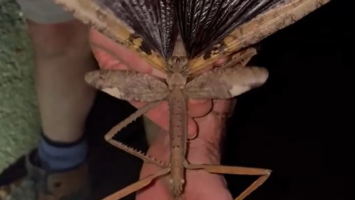 Newly discovered gigantic stick bug is Australia's heaviest insect
