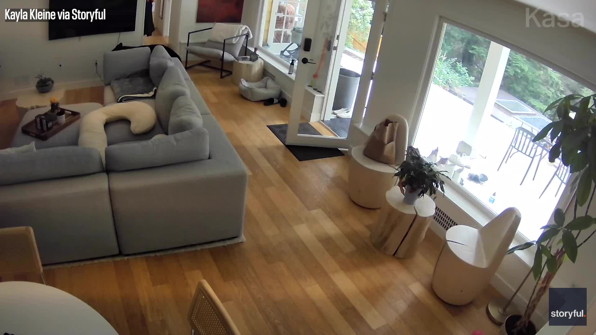 Pint-sized Pomeranian chases bear out of home