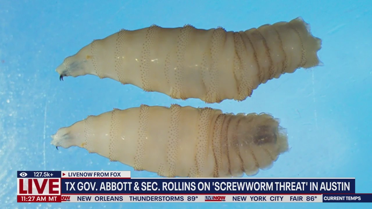 Screwworm threatens Texas, Gov. Abbott says