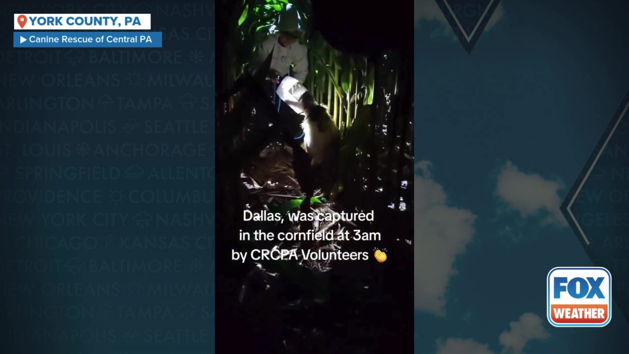 Lost dog with head stuck in jar rescued in cornfield