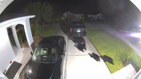 Mama bear, 4 cubs roam Florida neighborhood