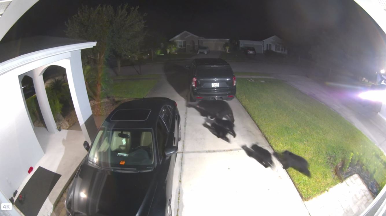 Mama bear, 4 cubs roam Florida neighborhood