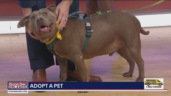 Adopt-A-Pet: Meet Biscuit