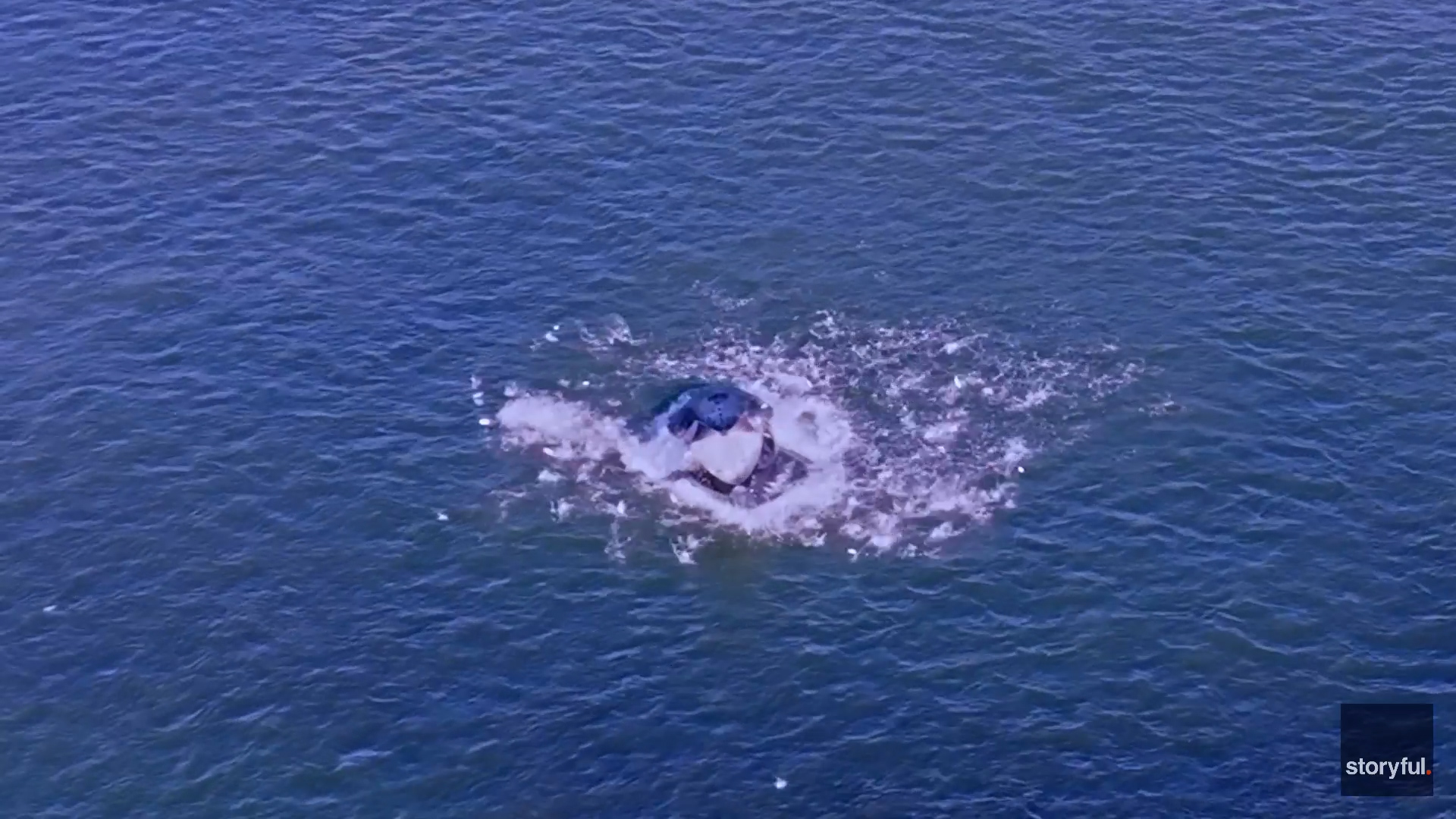 Stunning drone footage captures whales and sharks feeding off Montauk