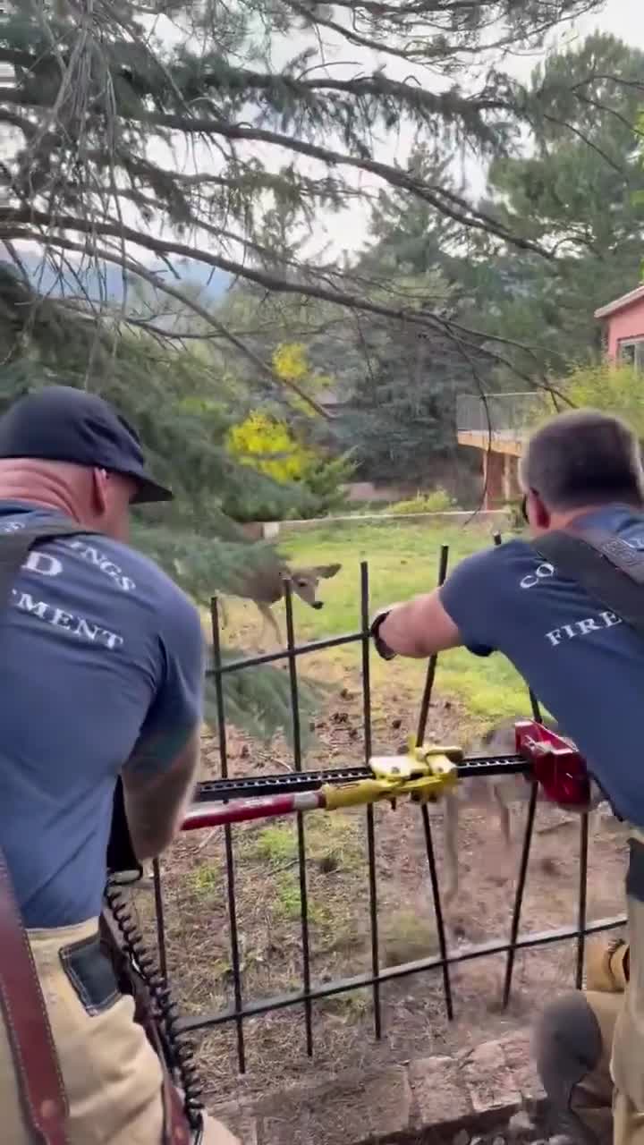 Colorado Springs firefighters rescue deer stuck in fence