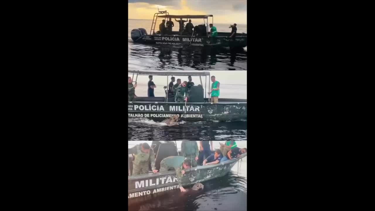 Wounded protected jaguar found and rescued from Brazilian river