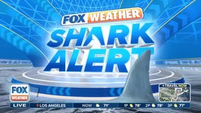 Top 'Contender': nonprofit OCEARCH tags largest great white shark on record in Atlantic