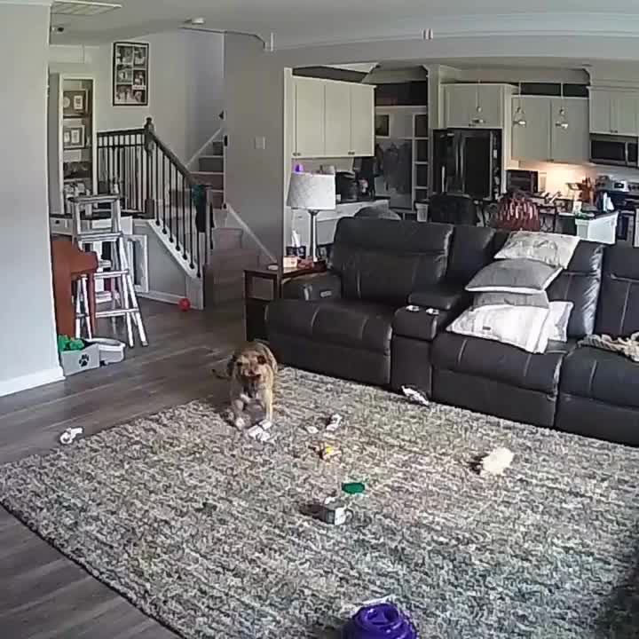 Dog chews battery, sparks fire