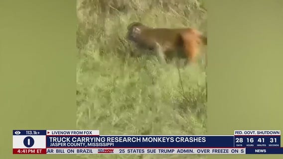 Monkeys on the loose in Mississippi