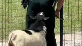 Persistent goat makes deputy's job harder