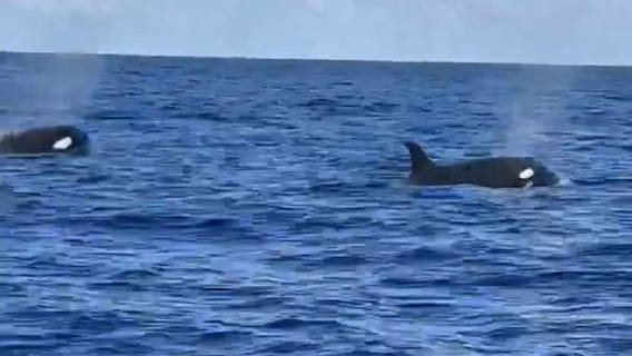 Killer whales spotted off coast of Florida