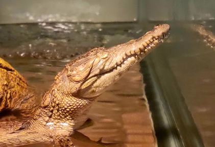 Baby crocodile born without eyes swims around