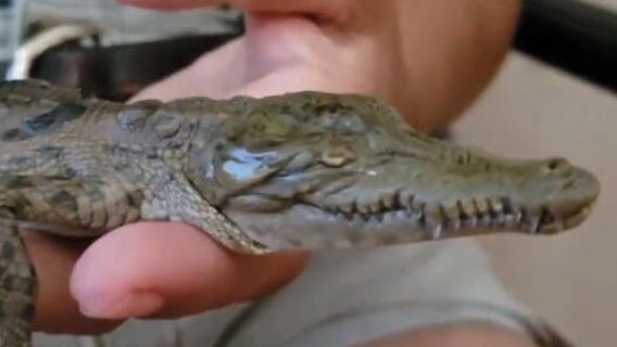 Baby crocodile born without eyes