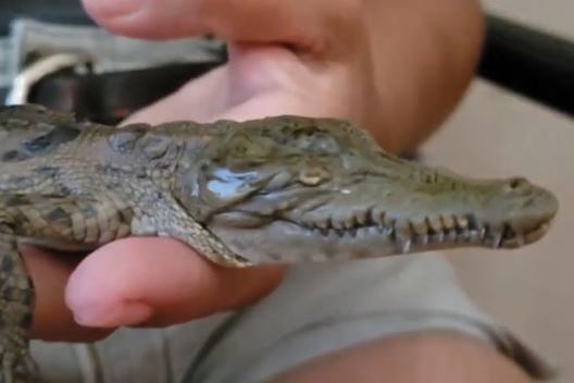 Baby crocodile born without eyes
