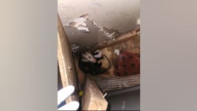 Opossum rescued from Volusia County home