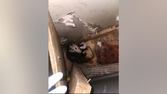 Opossum rescued from Volusia County home