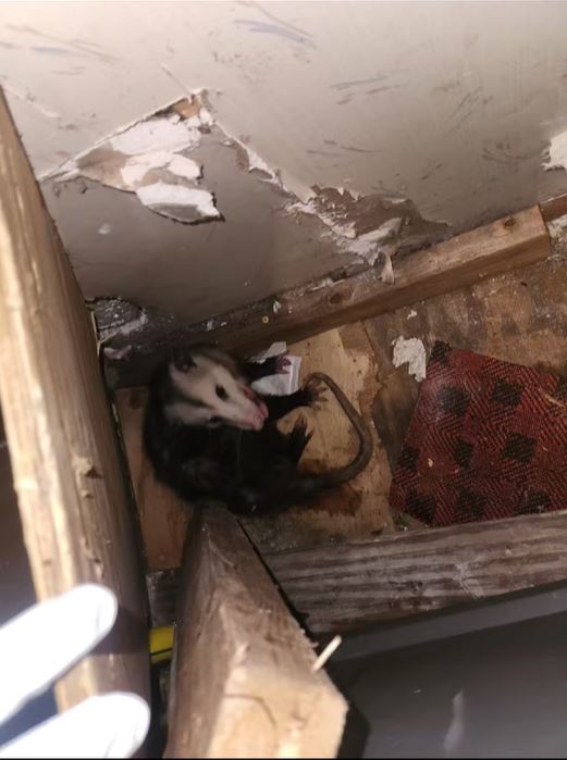 Opossum rescued from Volusia County home